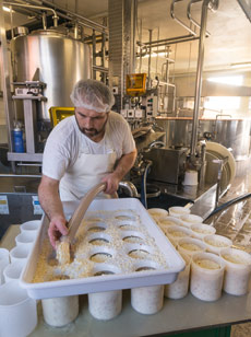 Käsermeister füllt Joghurt in Becher